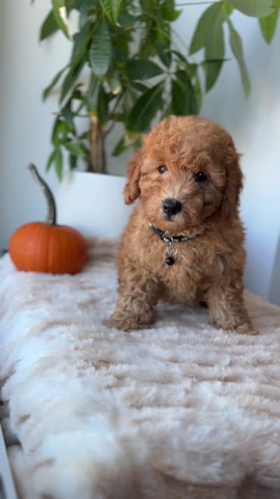 Aimiri, a male Miniature Goldendoodle for sale in Woodhaven, NY – 5 of 7