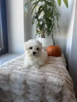 Tiny, a male Maltese for sale in Woodhaven, NY – 4 of 5