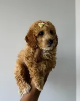 Ruby, a female Poodle - Toy  for sale in Woodhaven, NY – 2 of 3