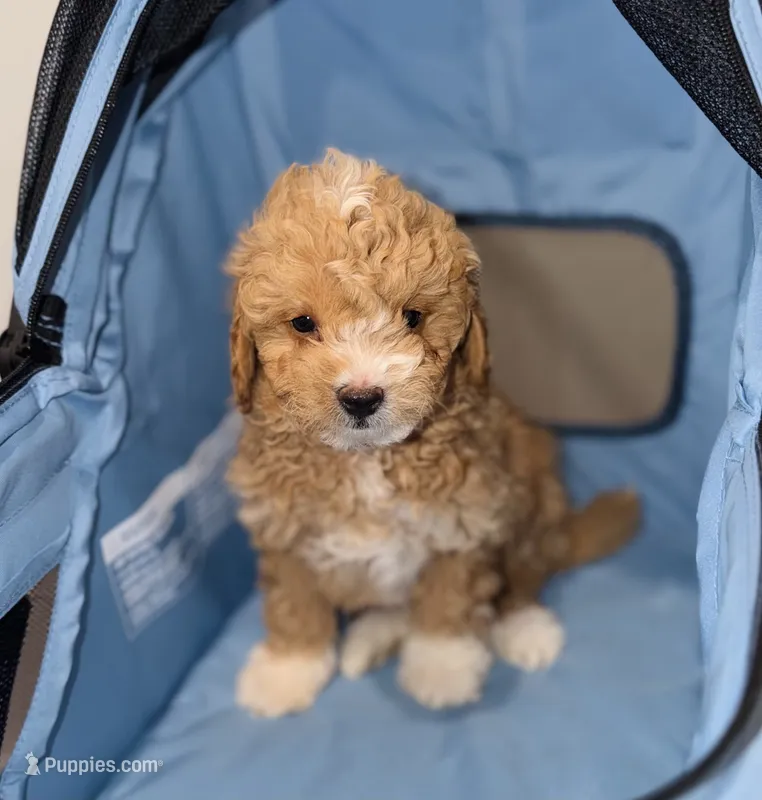 Teddy – Miniature Goldendoodle puppy for sale in Woodhaven, NY
