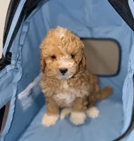 Teddy, a male Miniature Goldendoodle for sale in Woodhaven, NY – 1 of 4
