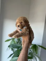 Gucci, a male Poodle - Toy  for sale in Woodhaven, NY – 8 of 8