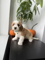Polo, a male Cavapoo for sale in Woodhaven, NY – 3 of 4