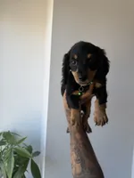 Dasher , a male Miniature Dachshund for sale in Woodhaven, NY – 2 of 6