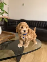 Oscar , a male Cavapoo for sale in Woodhaven, NY – Photo 3 of 3