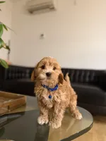 Oscar , a male Cavapoo for sale in Woodhaven, NY – Photo 2 of 3