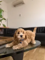 Oscar , a male Cavapoo for sale in Woodhaven, NY – Photo 1 of 3