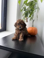 Rocky, a male Poodle - Toy  for sale in Woodhaven, NY – 2 of 6
