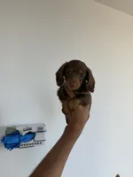 Scooby, a male Miniature Dachshund for sale in Woodhaven, NY – 2 of 6