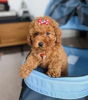 Hazel, a female Cavapoo for sale in Woodhaven, NY – 1 of 4