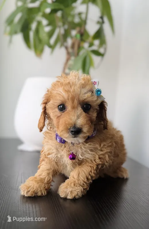 Zoe  – Poodle - Toy  puppy for sale in Woodhaven, NY