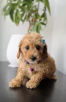 Zoe , a female Poodle - Toy  for sale in Woodhaven, NY – 1 of 2