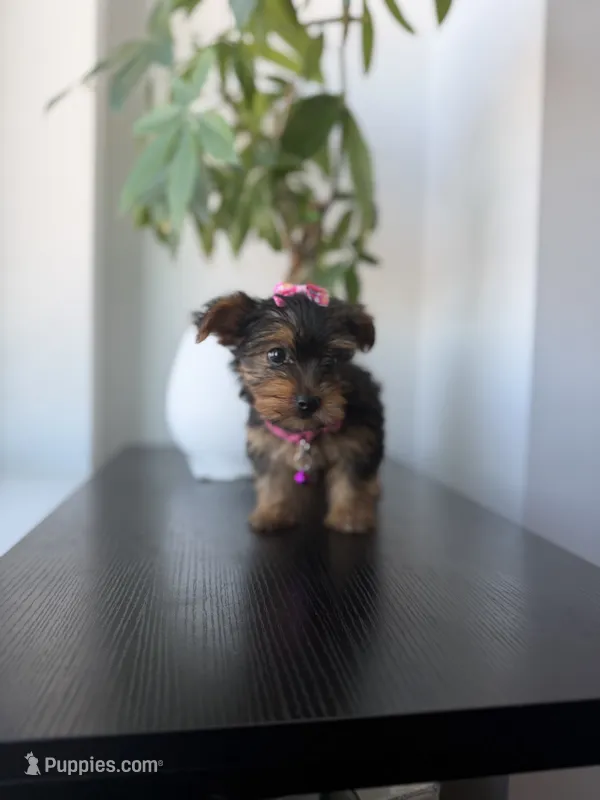 Rico – Yorkshire Terrier puppy for sale in Woodhaven, NY