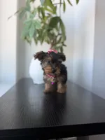 Rico, a male Yorkshire Terrier for sale in Woodhaven, NY – 1 of 4