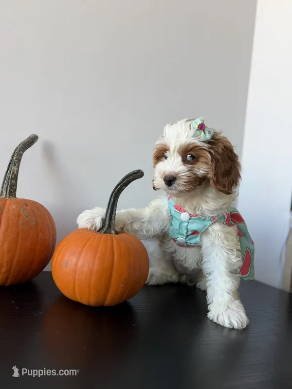 Mela – Cavapoo puppy for sale in Woodhaven, NY