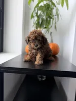 Rocky, a male Poodle - Toy  for sale in Woodhaven, NY – 3 of 6
