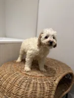 Dan, a male Poodle - Miniature  for sale in Woodhaven, NY – Photo 2 of 2