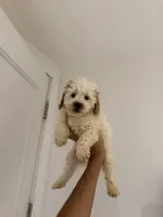 Dan, a male Poodle - Miniature  for sale in Woodhaven, NY – Photo 1 of 2