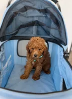 Max , a male Poodle - Toy  for sale in Woodhaven, NY – 3 of 3