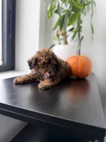 Rocky, a male Poodle - Toy  for sale in Woodhaven, NY – 6 of 6