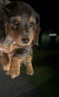 Mikko, a male Miniature Dachshund for sale in Woodhaven, NY – 2 of 5