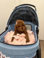 Daisy, a female Poodle - Toy  for sale in Woodhaven, NY – 1 of 2