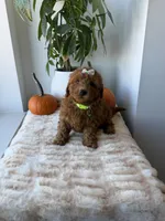 Princess , a female Miniature Goldendoodle for sale in Woodhaven, NY – 3 of 6