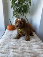 Princess , a female Miniature Goldendoodle for sale in Woodhaven, NY – 2 of 6