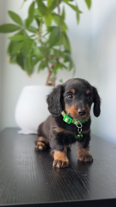 Velma, a female Miniature Dachshund for sale in Woodhaven, NY – 7 of 7