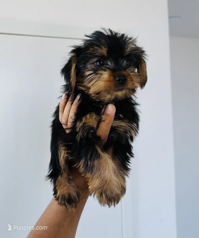 Milo – Yorkshire Terrier puppy for sale in Woodhaven, NY