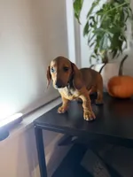 Dasher, a male Dachshund for sale in Woodhaven, NY – 2 of 3