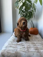 Prada, a male Miniature Goldendoodle for sale in Woodhaven, NY – 5 of 6