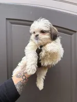 Josh, a male Shih Tzu for sale in Woodhaven, NY – Photo 2 of 3