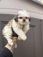 Josh, a male Shih Tzu for sale in Woodhaven, NY – Photo 1 of 3