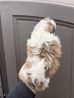 Josh, a male Shih Tzu for sale in Woodhaven, NY – Photo 3 of 3