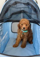 Max , a male Poodle - Toy  for sale in Woodhaven, NY – 2 of 3