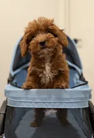 Dexter, a male Cavapoo for sale in Woodhaven, NY – 3 of 4
