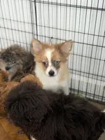 Zeus, a male Pomeranian for sale in Woodhaven, NY – 2 of 4