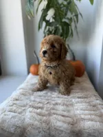 Aimiri, a male Miniature Goldendoodle for sale in Woodhaven, NY – 7 of 7
