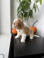 Polo, a male Cavapoo for sale in Woodhaven, NY – 4 of 4