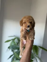 Gucci, a male Poodle - Toy  for sale in Woodhaven, NY – 6 of 8