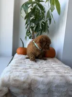 Polo, a male Miniature Goldendoodle for sale in Woodhaven, NY – 3 of 7