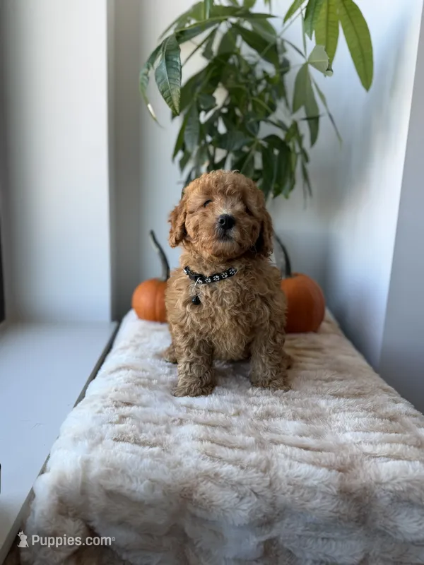 Aimiri – Miniature Goldendoodle puppy for sale in Woodhaven, NY