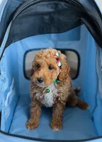 Luna, a female Poodle - Toy  for sale in Woodhaven, NY – 4 of 4