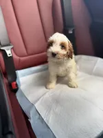 Mela, a female Cavapoo for sale in Woodhaven, NY – 2 of 7