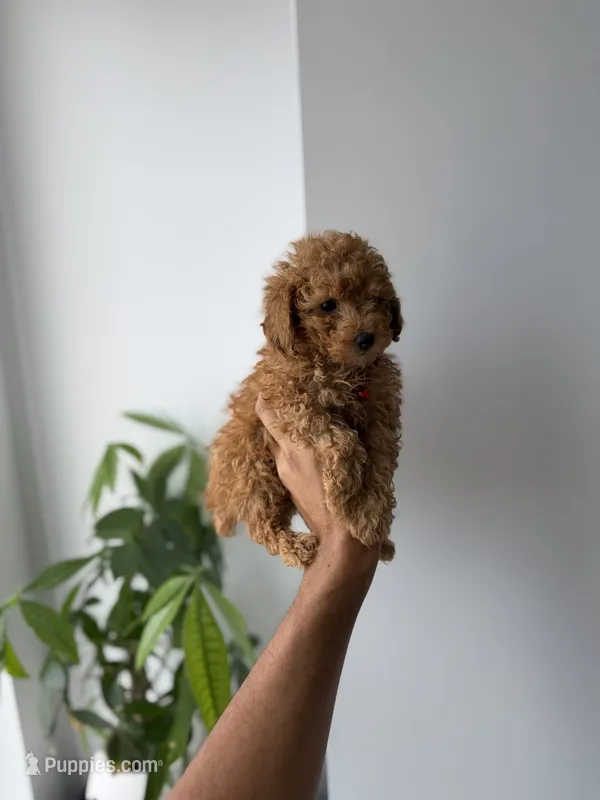 Button – Poodle - Toy  puppy for sale in Woodhaven, NY