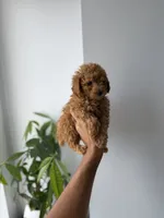 Button, a male Poodle - Toy  for sale in Woodhaven, NY – 1 of 5