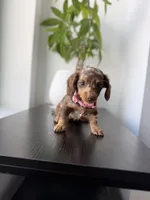 Velma, a female Miniature Dachshund for sale in Woodhaven, NY – 4 of 7