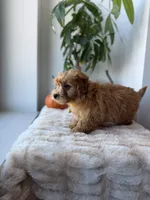 Louis, a male Miniature Goldendoodle for sale in Woodhaven, NY – 5 of 6