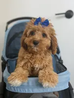 Daisy, a female Cavapoo for sale in Woodhaven, NY – 1 of 3
